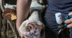 Болестта в Белгия се разраства Снимка: БТА