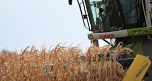 Търговията със зърнени стоки на Софийската стокова борса тази седмица се раздвижи, отчитат експерти