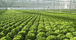 АТА: Банките в Албания са отпуснали повече от 1,8 милиарда леки заеми за селското стопанство за 7 месеца