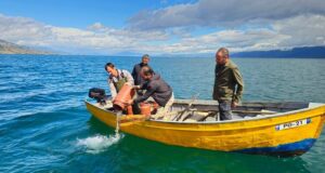 АТА: Фестивал на охридската пъстърва в Поградец, 2 милиона рибки бяха пуснати в езерото