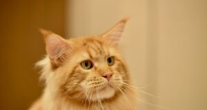 Аджерпрес: Източноевропейски шампионат за котки ще се състои в Ромекспо, Букурещ, в края на седмицата