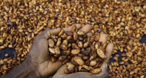 Гана е загубила 160 000 тона какао заради контрабанда през сезон 2023/24 г., според представител на секторния регулатор