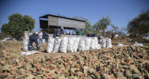 Древно африканско дърво осигурява нова суперхрана, но местните берачи едва оцеляват