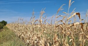 Парламентът гласува на второ четене промени в Закона за подпомагане на земеделските производители, с които се подобрява финансовото управление