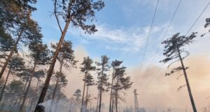 План за възстановяване на опожарените горски територии ще изготвят Министерство на земеделието и държавните горски предприятия