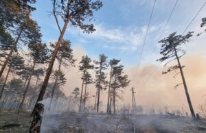 План за възстановяване на опожарените горски територии ще изготвят Министерство на земеделието и държавните горски предприятия