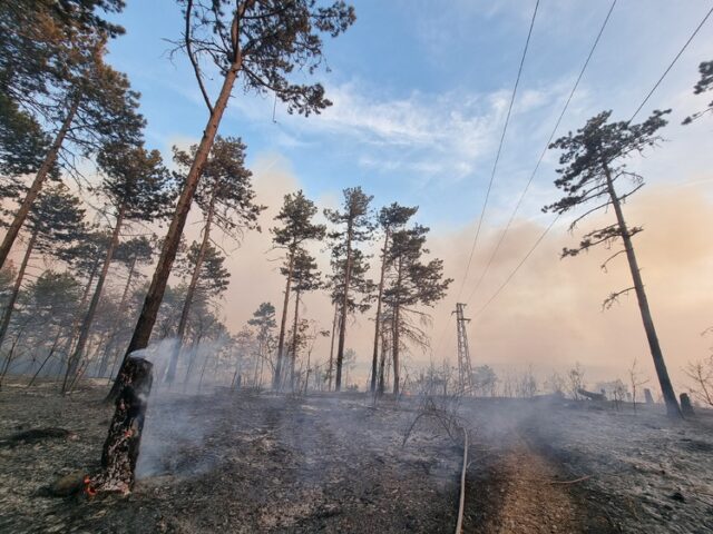 План за възстановяване на опожарените горски територии ще изготвят Министерство на земеделието и държавните горски предприятия