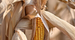 Повишение на цените на зърнените стоки на световните борсови пазари в последната седмица на септември отчитат експертите на ССБ