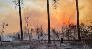 Пожарът в боровата гора до село Каменар край Варна е загасен