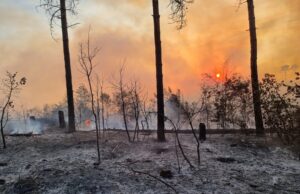 Пожарът в боровата гора до село Каменар край Варна е загасен