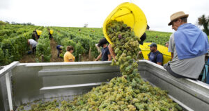 Франция намалява площите с лозя, за да преодолее спада на потреблението на вино