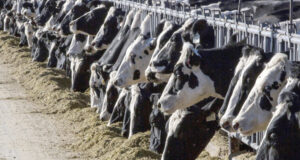 "Семинар за копитното здраве" се организира в Габрово, съобщават организаторите