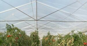 АТА: Селскостопанският износ на Албания през септември се е увеличил с 31 на сто в сравнение с миналата година