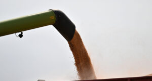 В първите дни на октомври продължава тенденцията към повишение при цените на зърнените култури по световните борсови пазари, отчита ССБ