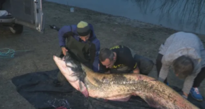 Възможен рекорд на Гинес: Рибари уловиха 120-килограмов сом