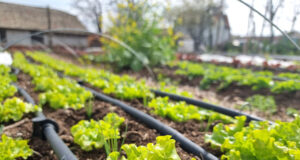 Министерството на земеделието и храните, "Напоителни системи" и УАСГ ще подпишат меморандум за сътрудничество в областта на хидромелиорациите