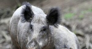 На територията на област Враца няма регистриран случай на трихинелоза за последните две години, по данни на РЗИ