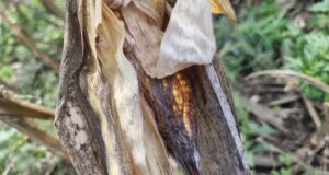 С по-нисък среден добив на царевица в сравнение с миналата година приключва жътвата в област Добрич