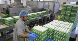 Словакия ще умъртви 400 000 пилета, след като в най-голямата птицевъдна ферма в страната бе открит птичи грип