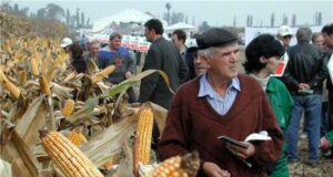 ХИНА: Очаква се спад от 17,3% на добива на царевица в Хърватия, според предварителните оценки