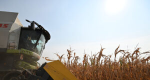 Цените на някои зърнени култури по световните борси през седмицата се понижават минимално, отчитат експертите на Софийската стокова борса