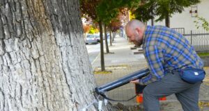 В Нова Загора се извърши обследване на дървета с акцент върху стари бряст на централно кръстовище