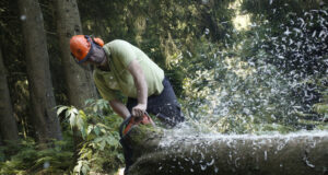 ЕП подкрепи предложението на ЕК прилагането на европейското законодателство срещу обезлесяването да бъде отложено с година
