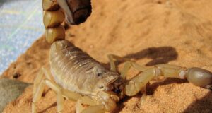 Скорпионите са все по-многобройни и опасни в Бразилия