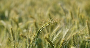 Цените на зърнените култури по световните борси тази седмица се успокоиха, а у нас се раздвижиха, сочат данни на ССБ