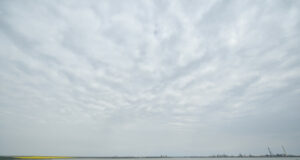 Аджерпрес: Военните ограничения заради войната в Украйна засягат наблюдението на популациите на къдроглав пеликан в Румъния