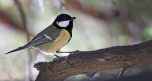 Прогноза за времето
