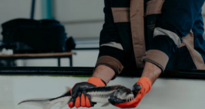 Ще се завърне ли есетрата в Каспийско море?