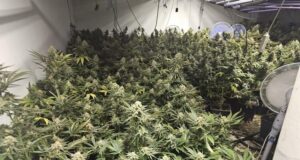 Високотехнологична оранжерия за отглеждане на растения от рода на конопа е разкрита в София