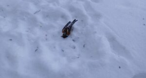 Екоинспекцията в София сигнализира в сектора за престъпления против дивата природа заради загиналите планински чинки