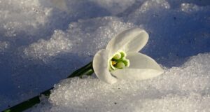 Очакват ни пролетни температури в цялата страна