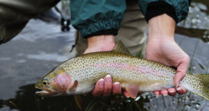 При катастрофа на товарен камион в Германия стотици пъстърви бяха разпръснати и измряха по пътя