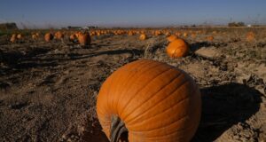 Учени създадоха нова технология, която измерва обективно вкуса и качеството на тиквите