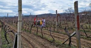 В Камено ще избират най-добро домашно вино от реколта 2024