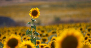 Европейската комисия представи своята пътна карта за процъфтяващ селскостопански и хранително-вкусов сектор в ЕС