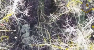 Зеленски съобщи, че севернокорейски войници отново се сражават в Русия