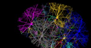 Китайски учени картографираха генетичния план на свързаността на човешката мозъчна кора