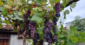 Цар на виното ще бъде провъзгласен за първа година в Попово