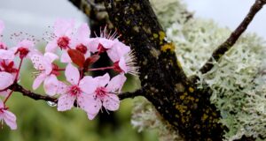 слънчево, пролет