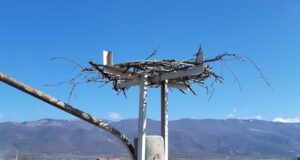 Електроразпределение Юг монтира 324 нови платформи за щъркелови гнезда