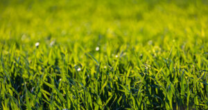 Зимните култури в големи части на Европа са в добро състояние, но се нуждаят от повече валежи, според доклад