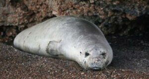 КНА: Популацията на тюлените в Кипър се възстановява, каза координатор на програмата за тяхната защита
