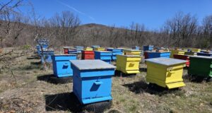 Национален протест на пчеларските организации ще се проведе днес в Добрич