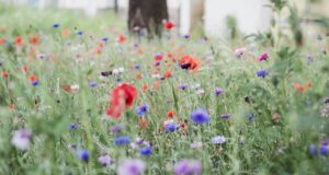 Месец май, пролет