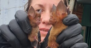 Природонаучният музей в Пловдив кани на лекция и фотографска изложба „Прилепите на Виетнам“