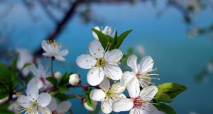 пролет, слънчево време, прогноза